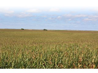 Property photo 13 - LAND AUCTION, 3255+/- Acres offered in 13 Tracts